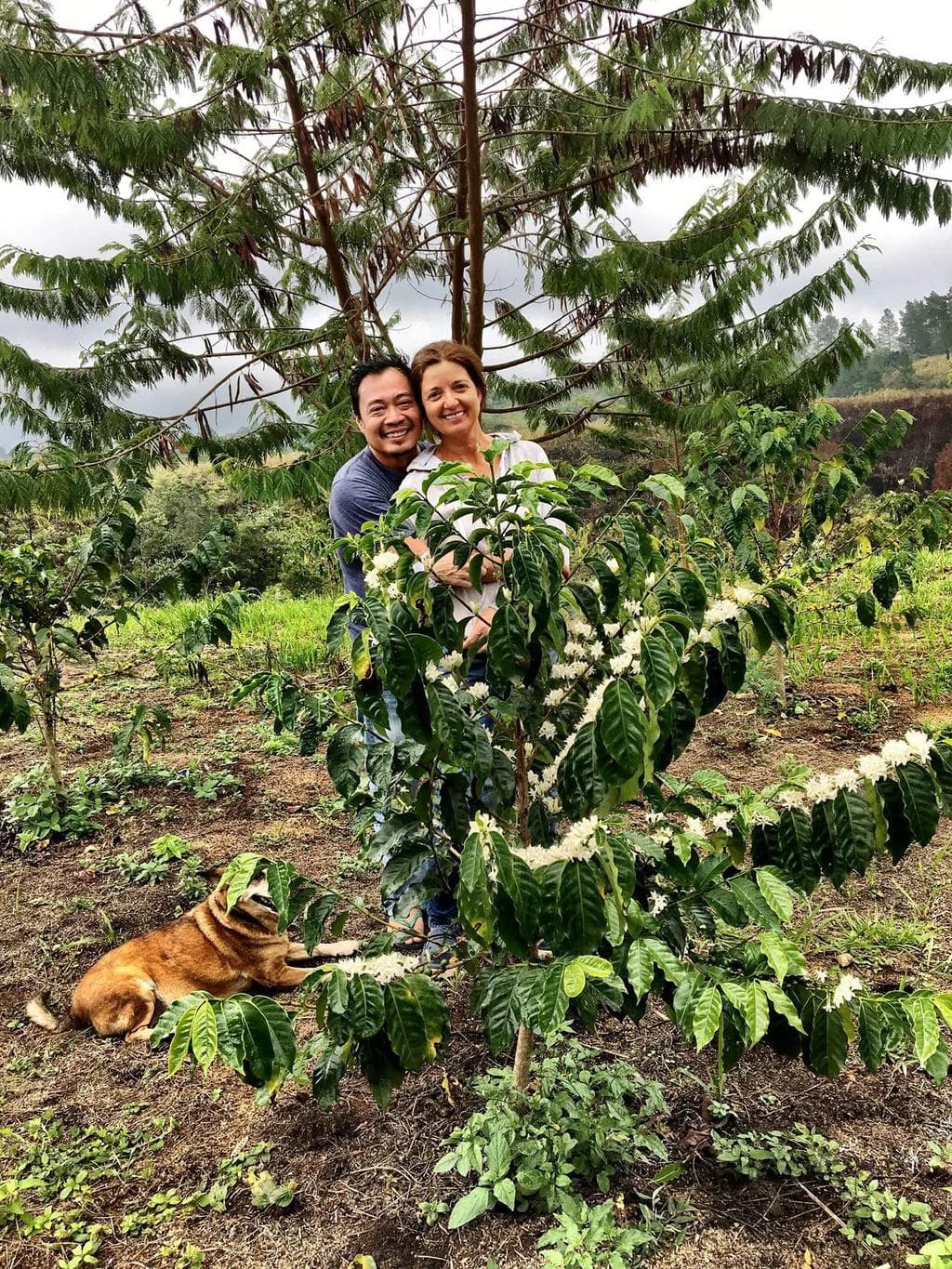 Image of Sumatra Abyssinia Wet-hulled Light Roast