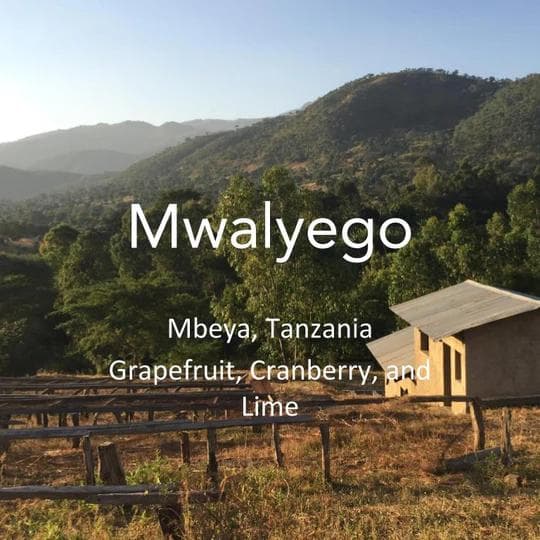 Image of Mwalyego AA - Tanzania