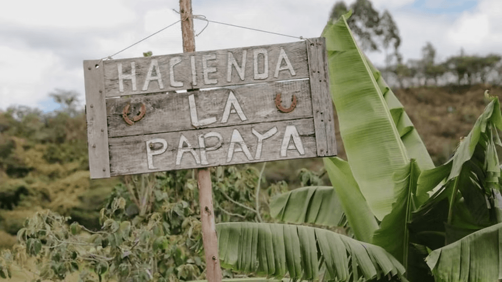 Image of Ecuador Haceinda La Papaya Typica Mejarado