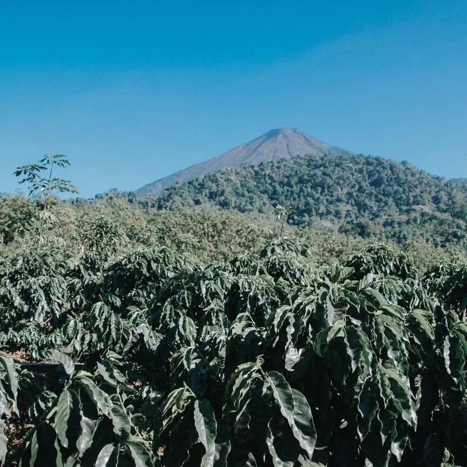 Image of Alex Herrera - Sleeping Bag Natural Micro Lot