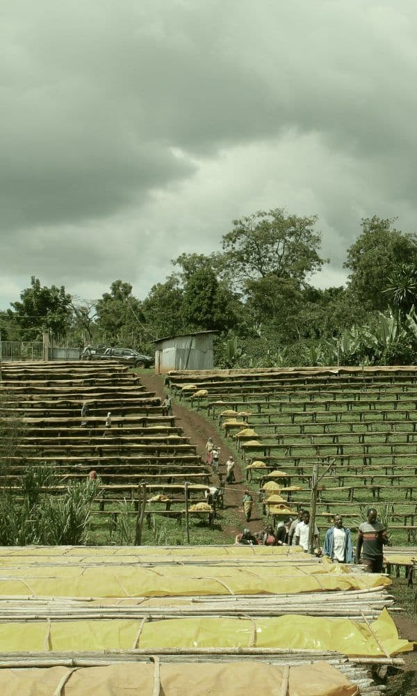 Image of Dame Dabaye