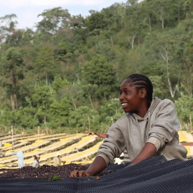 Image of Arbegona Natural 1 - Arbegona Highlands Sidamo