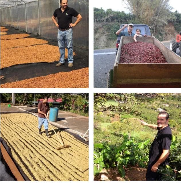 Image of Costa Rica El Greco Geisha