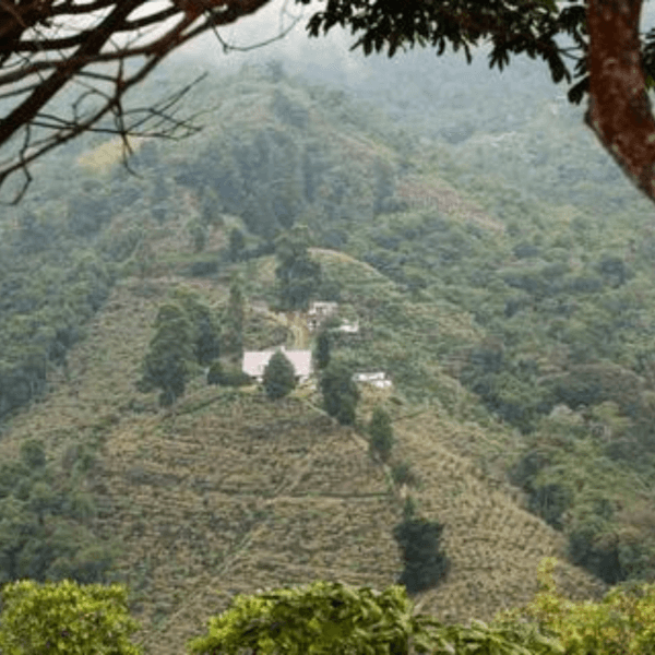 Image of Colombia Sudan Rume Natural Finca Inmaculada