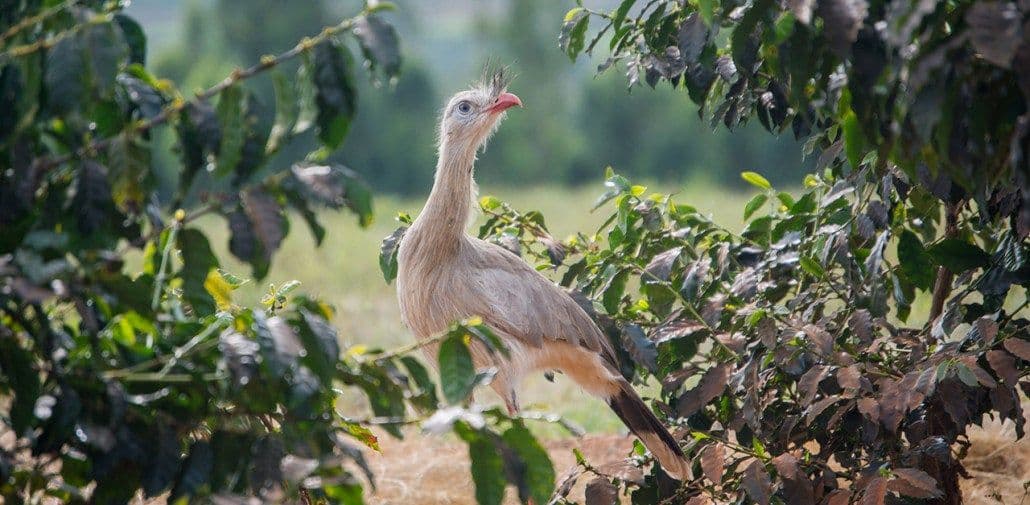 Image of Brazil Daterra Summer Solstice