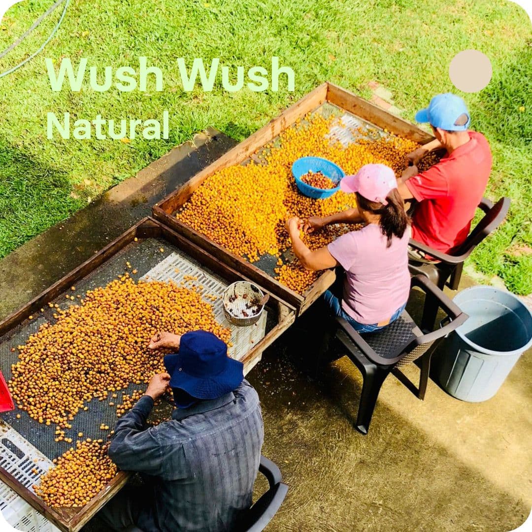 Image of Wush Wush Colombia