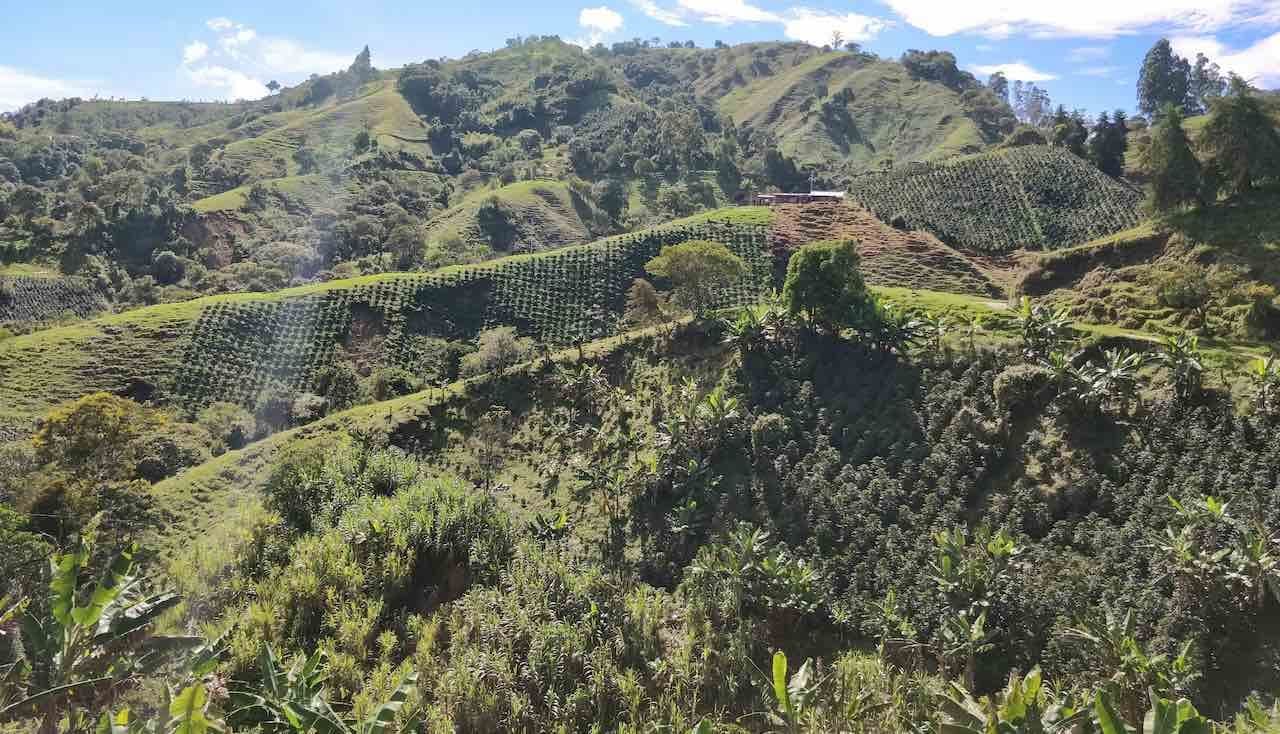 Image of Colombia La Celia Regional
