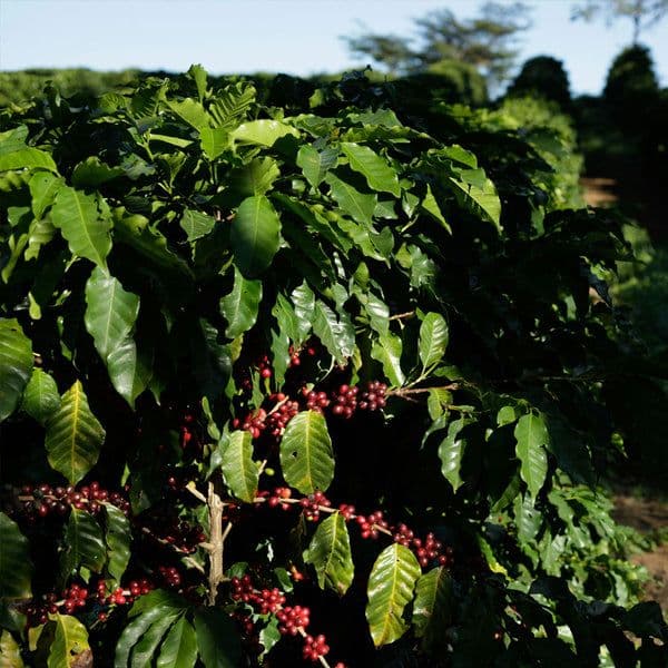 Image of Brazil Tropical Bahia
