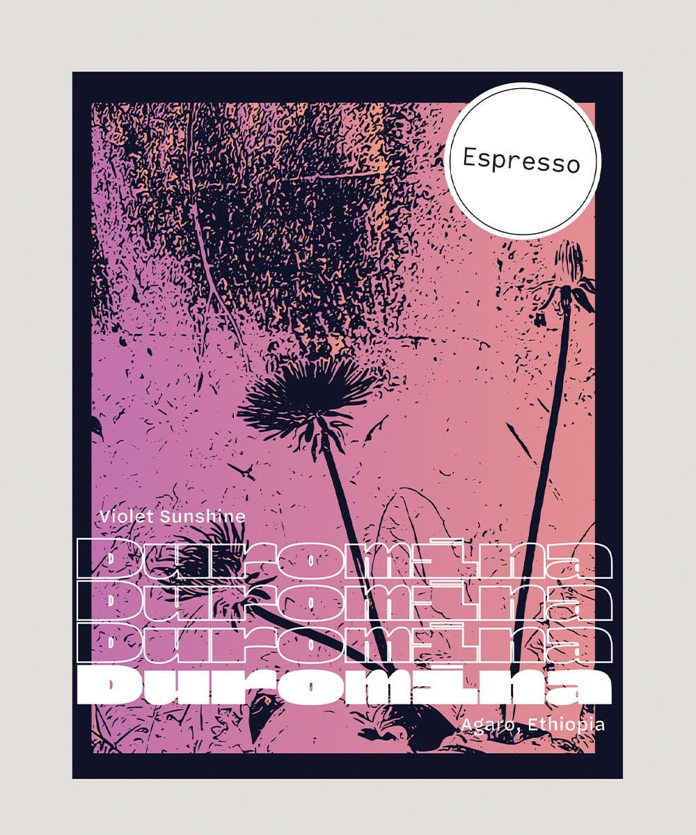 Image of Espressp Violet Sunshine local landraces from Duromina in Agaro Ethiopia