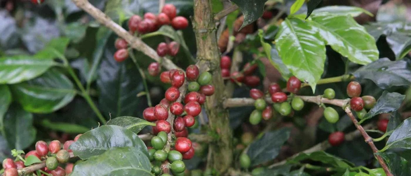 Image of Honduras Juan Contreras Finca Miraflores