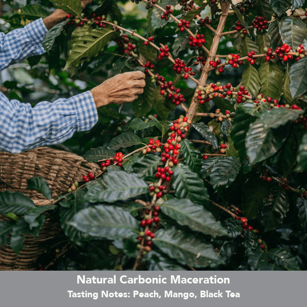 Image of Colombia Mikava Santuario Natural Carbonic Maceration