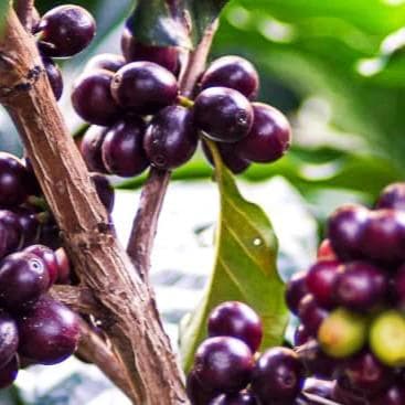 Image of Guatemala Finca La Vega