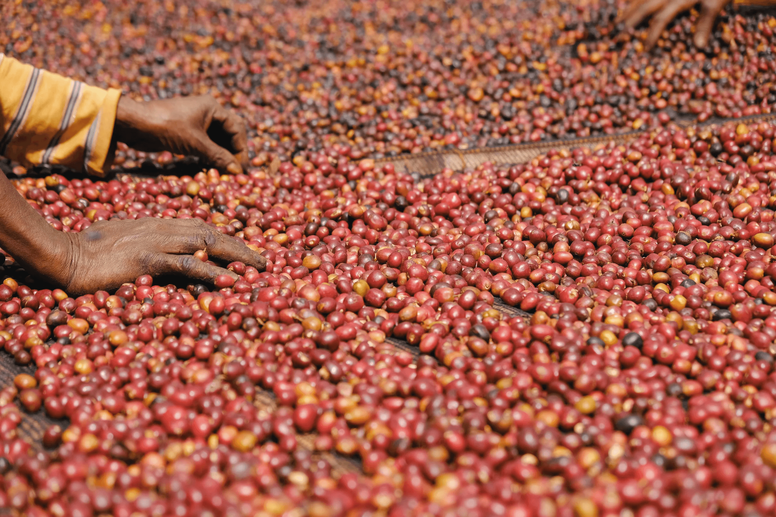 Image of Night Drive - Ethiopia Decaf