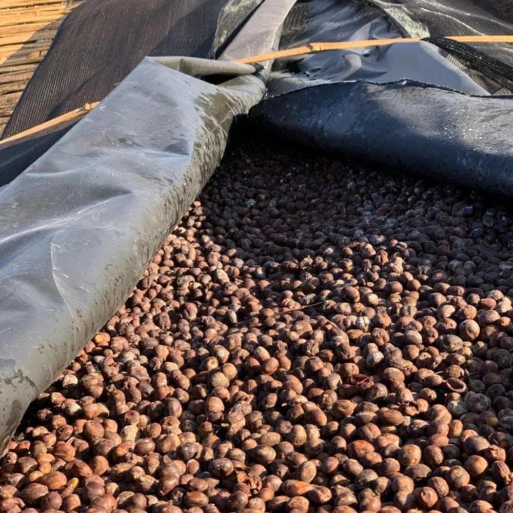 Image of Ethiopia - Kercha Sakicha - Pile Up Processing