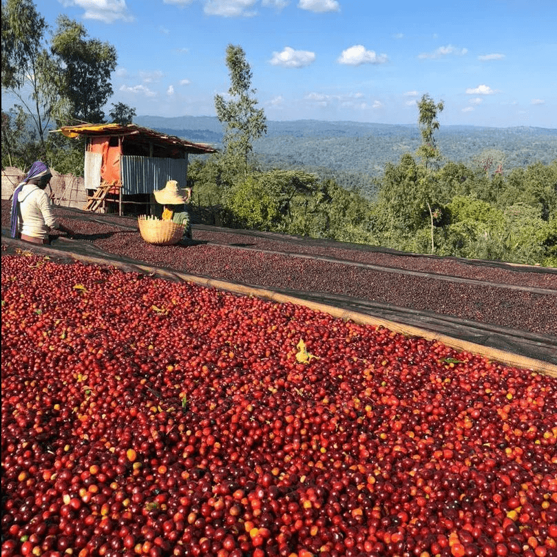 Image of Dilla Zuria Natural - Yirgacheffe