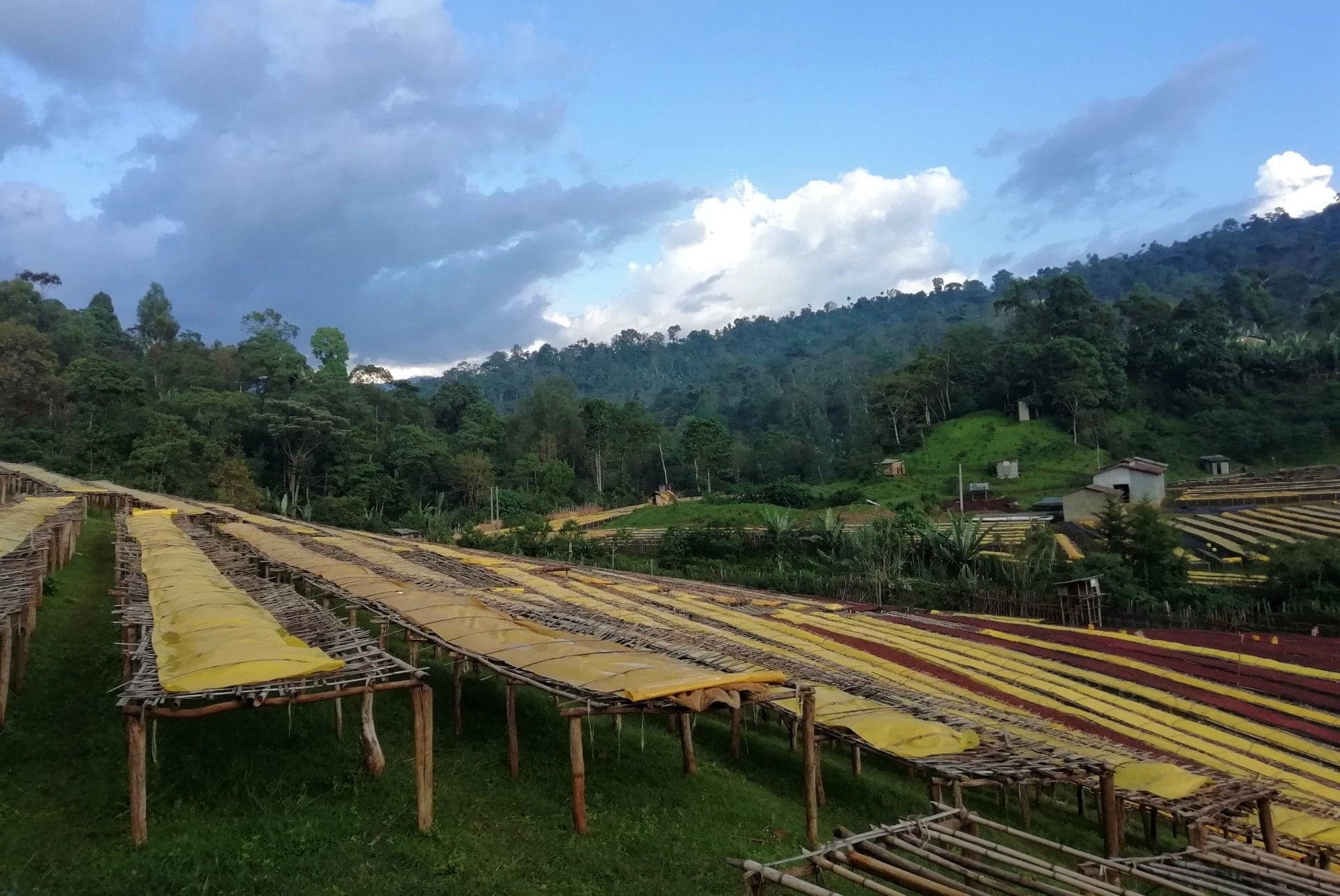 Image of Ethiopia Yirgacheffe Adame Kebele Grade Zero Washed