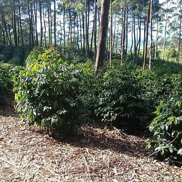 Image of Indonesia Frinsa Sarapan