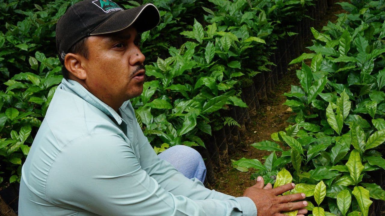 Image of Mexico Chiapas Triunfo Verde