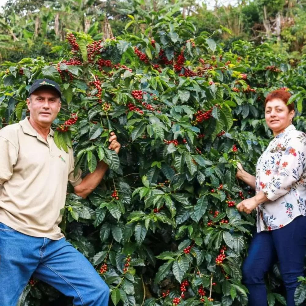 Image of Costa Rica - FARAMI - Red Honey Geisha - By Juan Luis Fallas