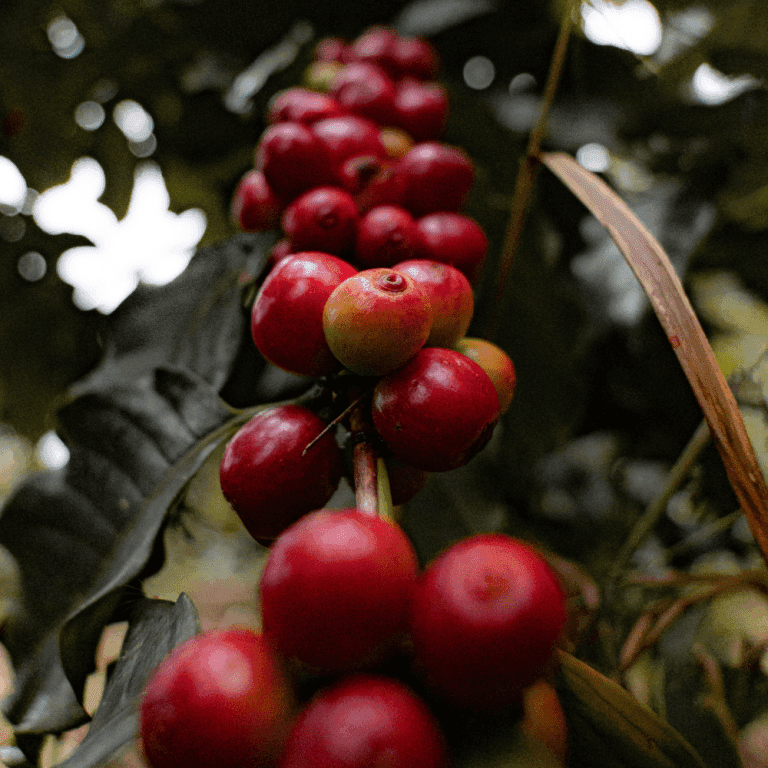 Image of Paula 20 Brix