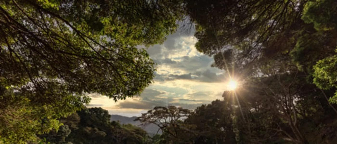 Image of Panama Elida Estate