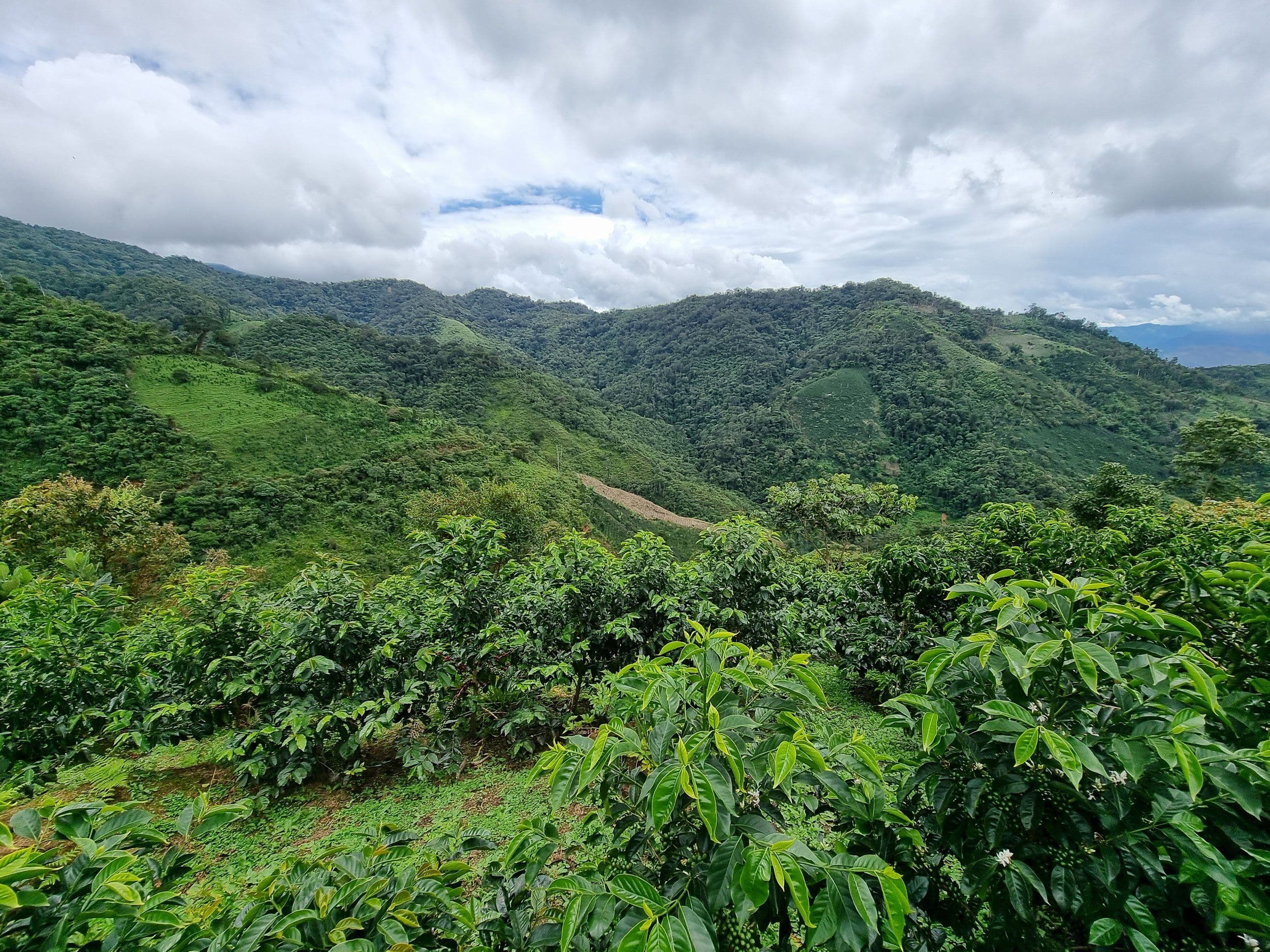 Image of Peru - Washed