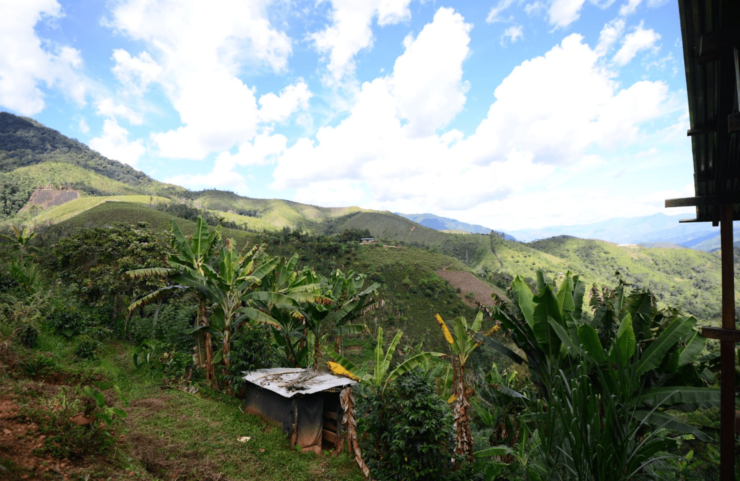 Image of Peru El Eucalipto