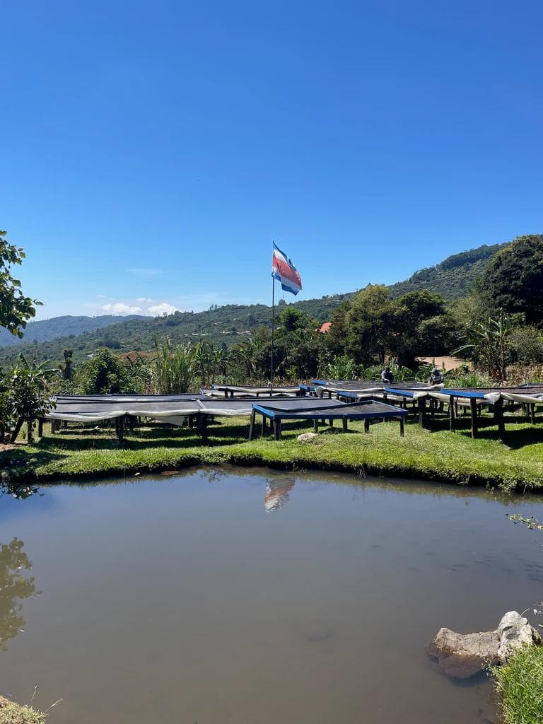 Image of Pacho Ureña - La Fila
