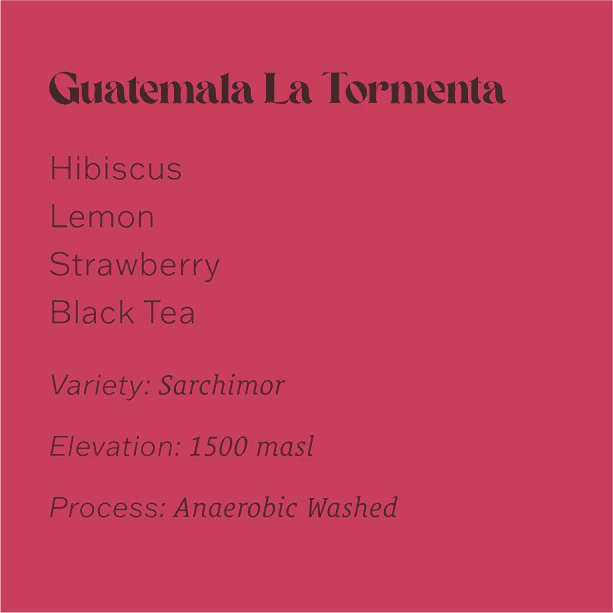 Image of Guatemala Finca La Tormenta 5th Place