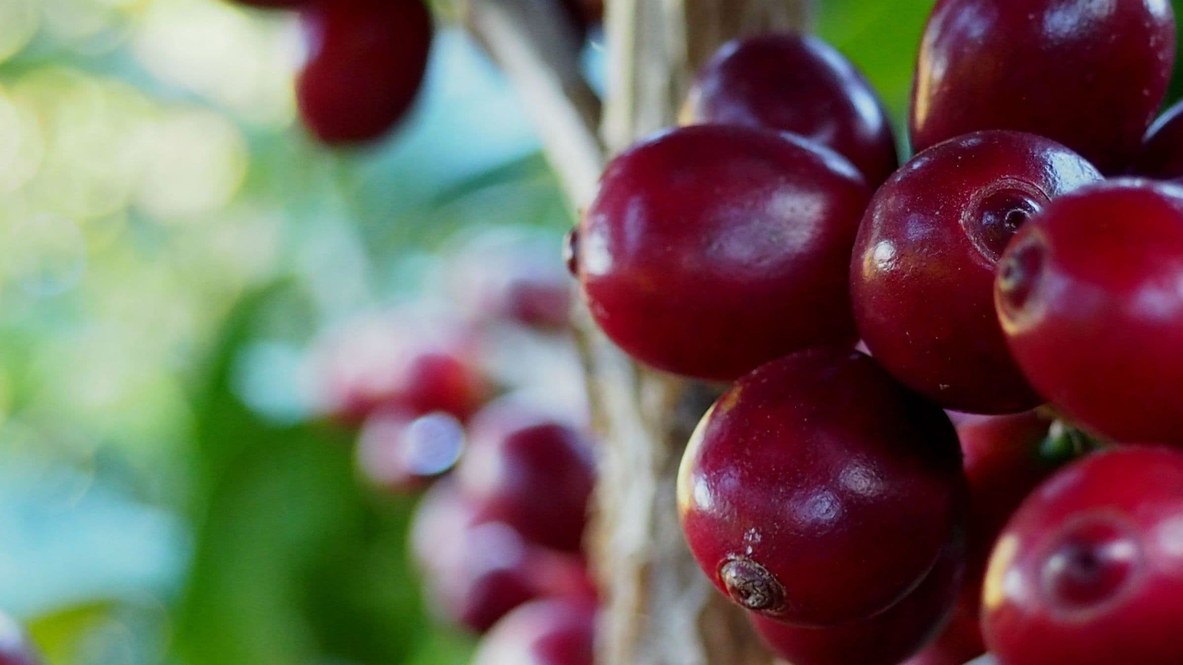 Image of Kenya Nyeri Thuti AA