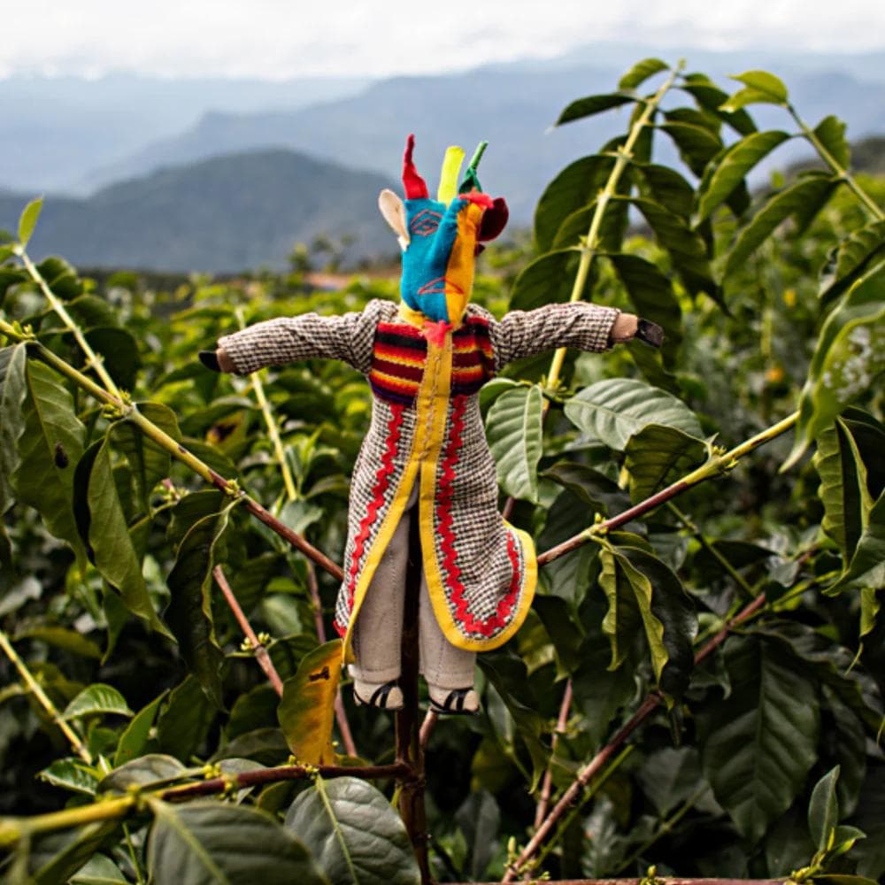 Image of Bolivia - Kusillo - Java Natural by Fincas Los Rodriguez