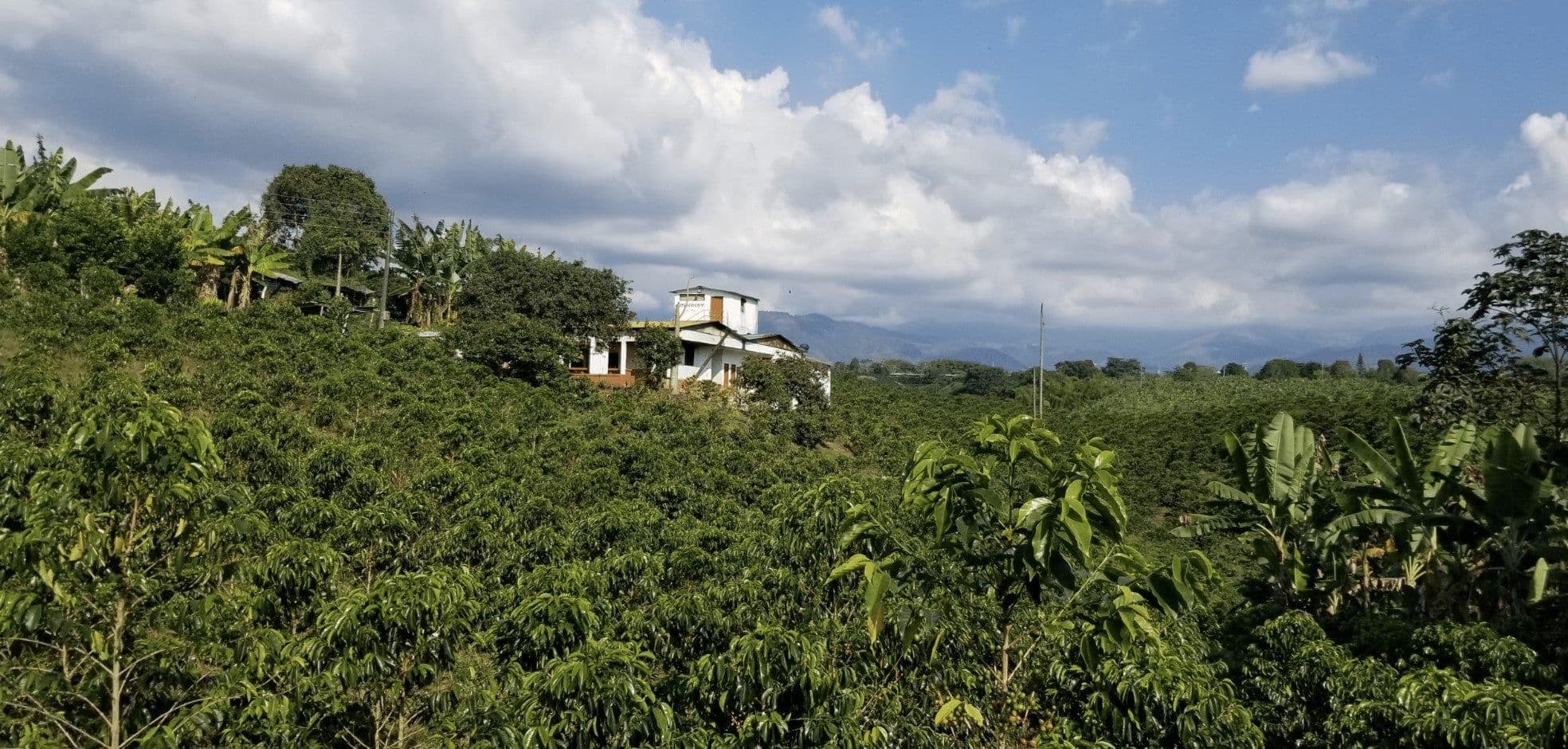 Image of Colombia Santa Monica Banana Honey Process