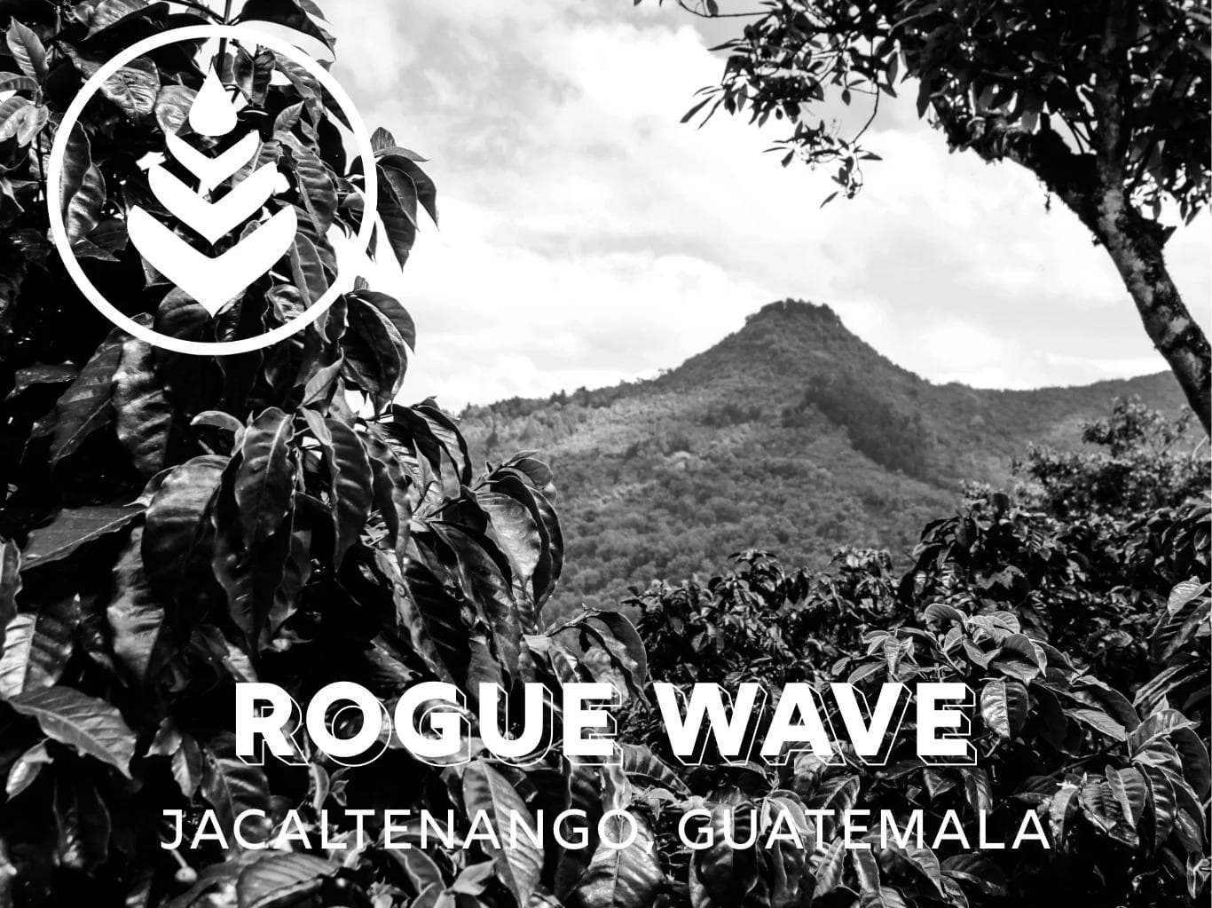 Image of Rogue Wave