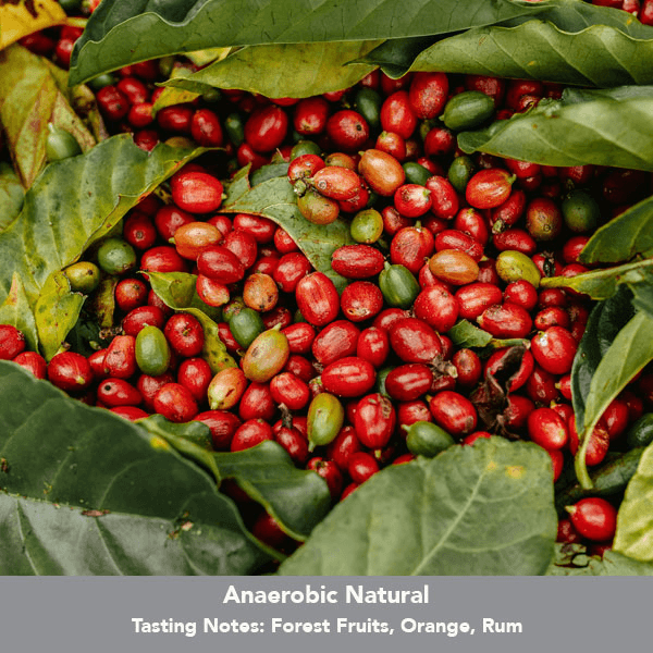 Image of Ethiopia Hamasho G1