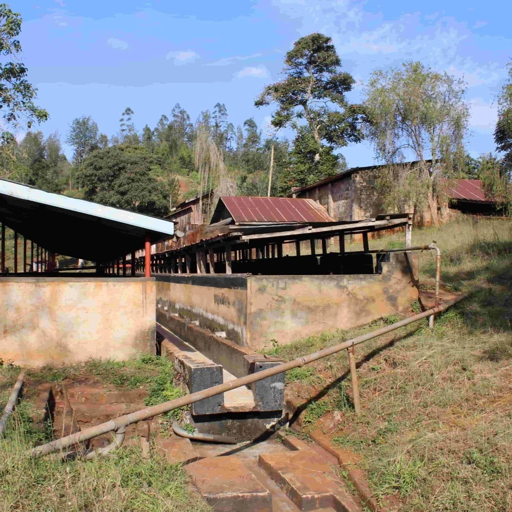 Image of Njuriga Washing Station Double Fermented Washed Lot