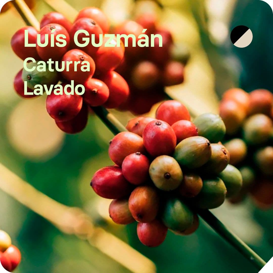 Image of Luis Guzman Colombia
