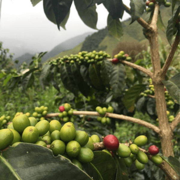 Image of Colombia Wush Wush