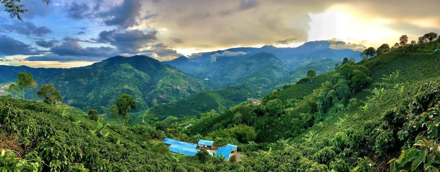 Image of LTD: GESHA Colombia – Mikava