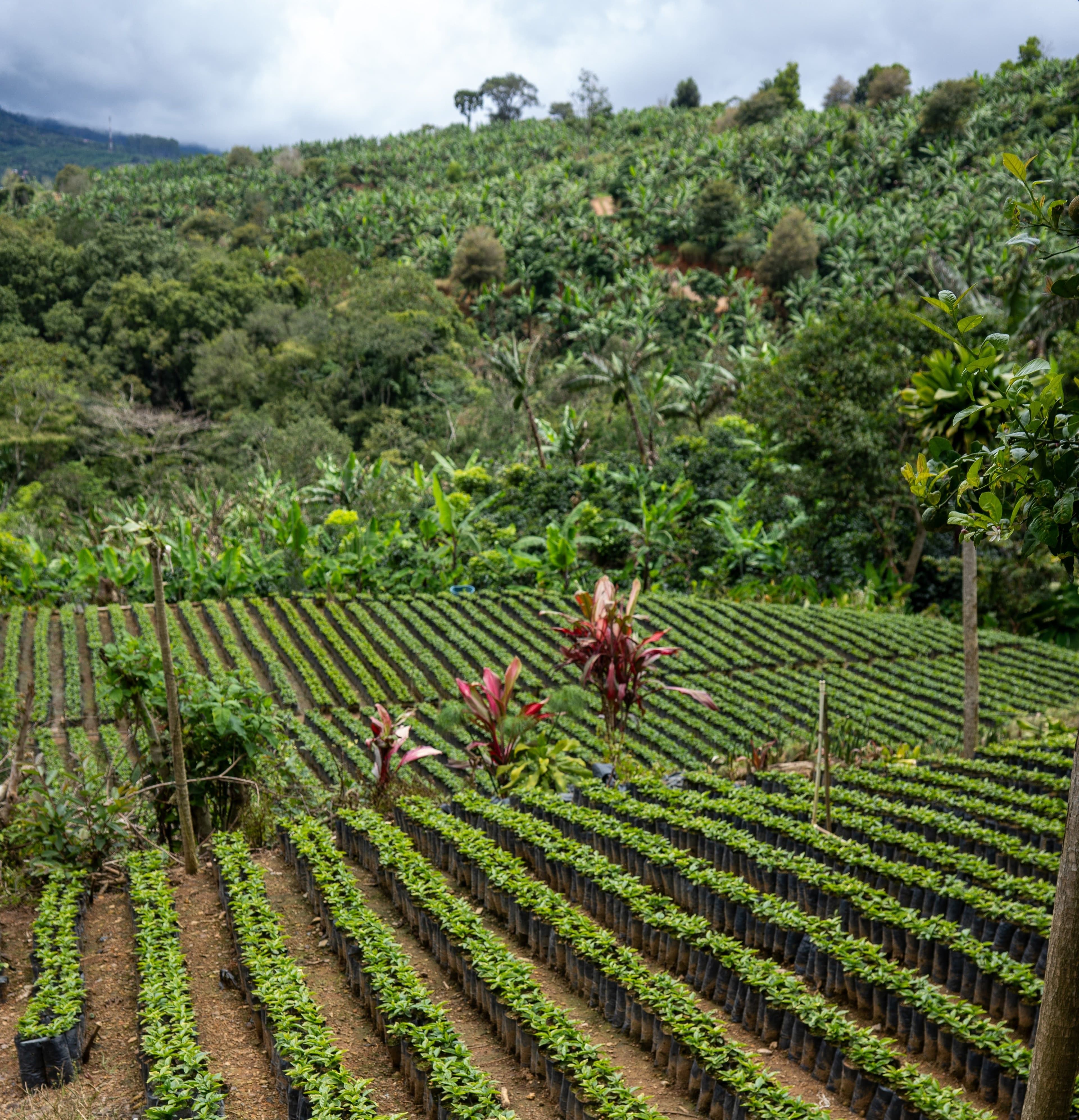 Image of 10th Year Anniversary Blend