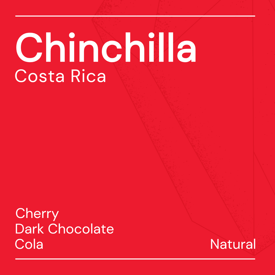 Image of Chinchilla