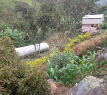 Image of Colombia Cattleya Excelso
