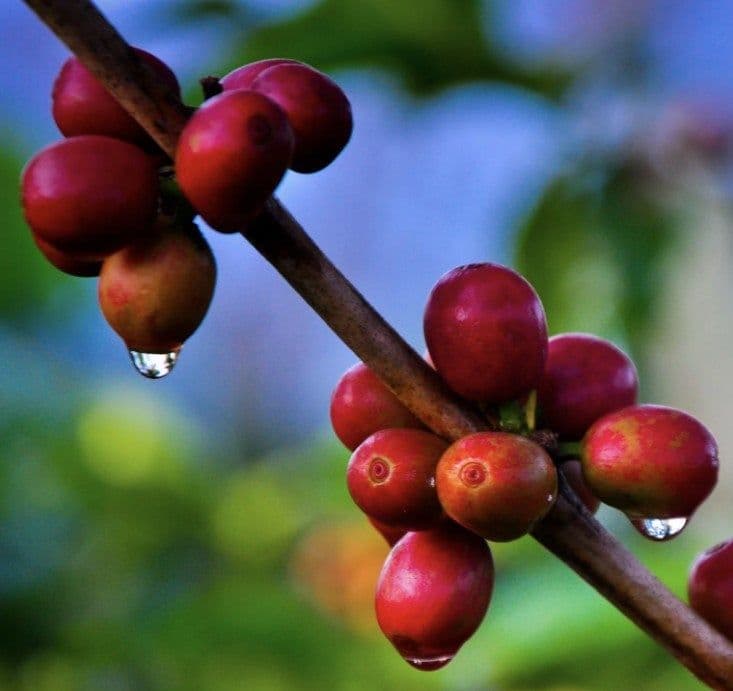 Image of Costa Rica Solis And Cordero Santa Maria Anaerobic Natural