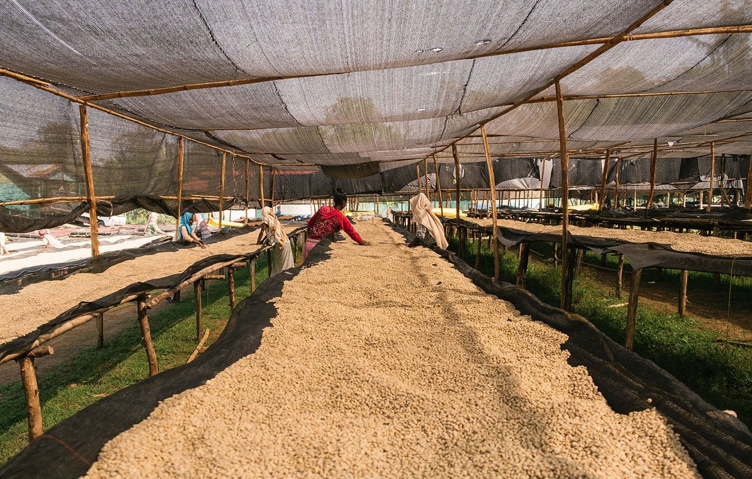 Image of Tessema Edima