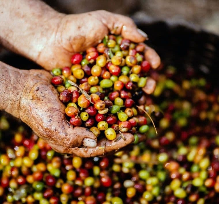 Image of Le Biloya Un Cafe Au Caractere Exceptionnel Naturellement Doux