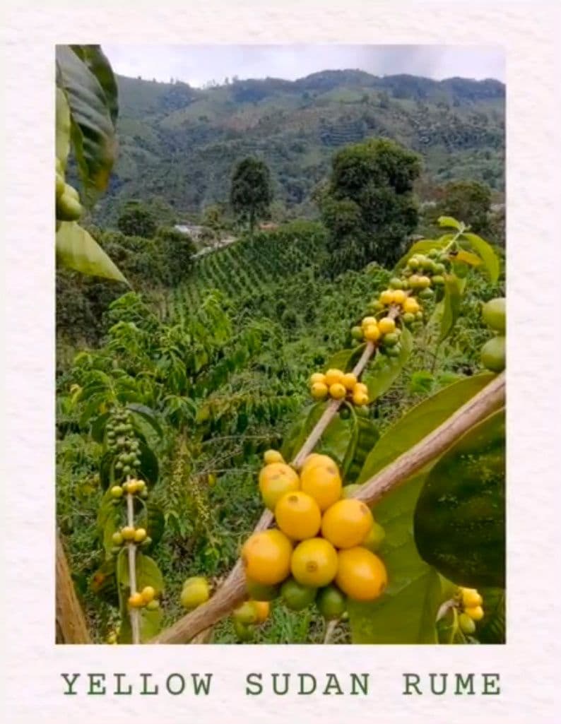 Image of Colombia Yellow Rume Sudan