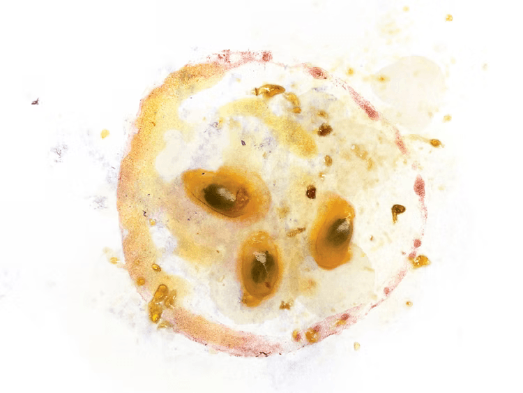 Image of Panama Flying Pumas Geisha natural