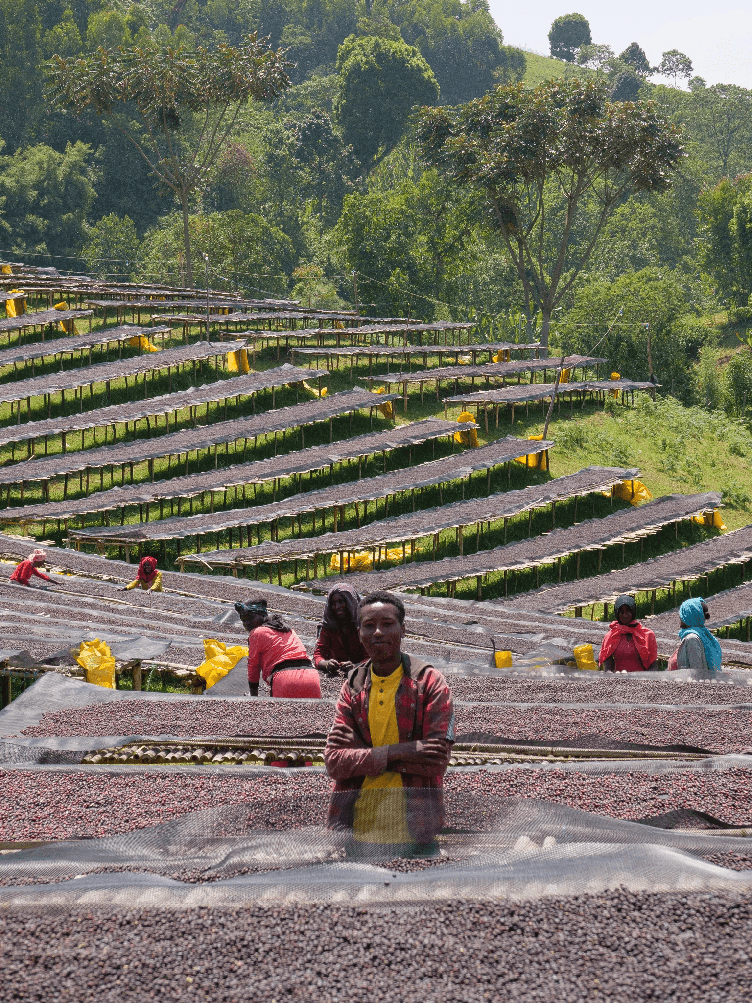 Image of Ethiopia Ayla Bombe G1 Natural