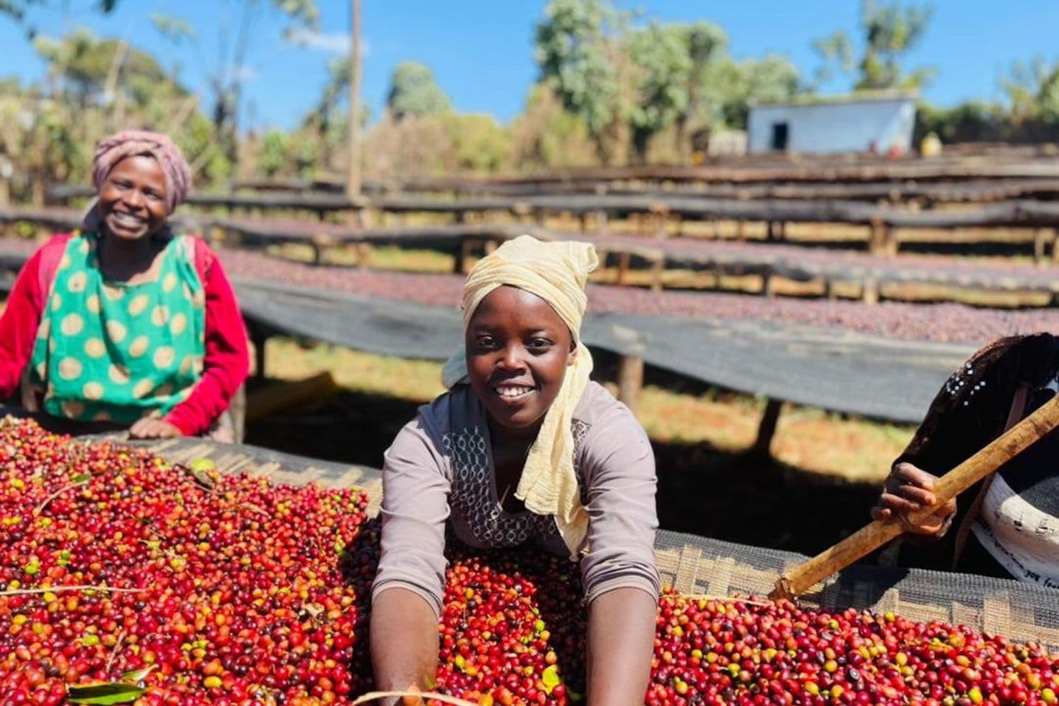 Image of Athiopien Guji Tullu Demtu