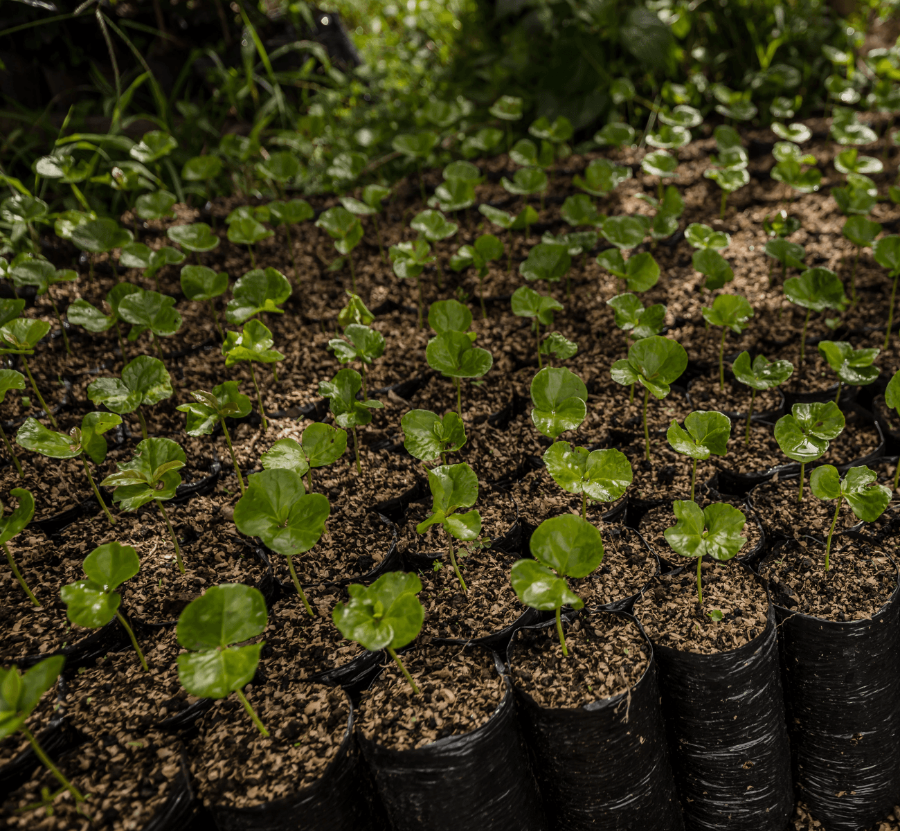Image of Ciudad Bolivar