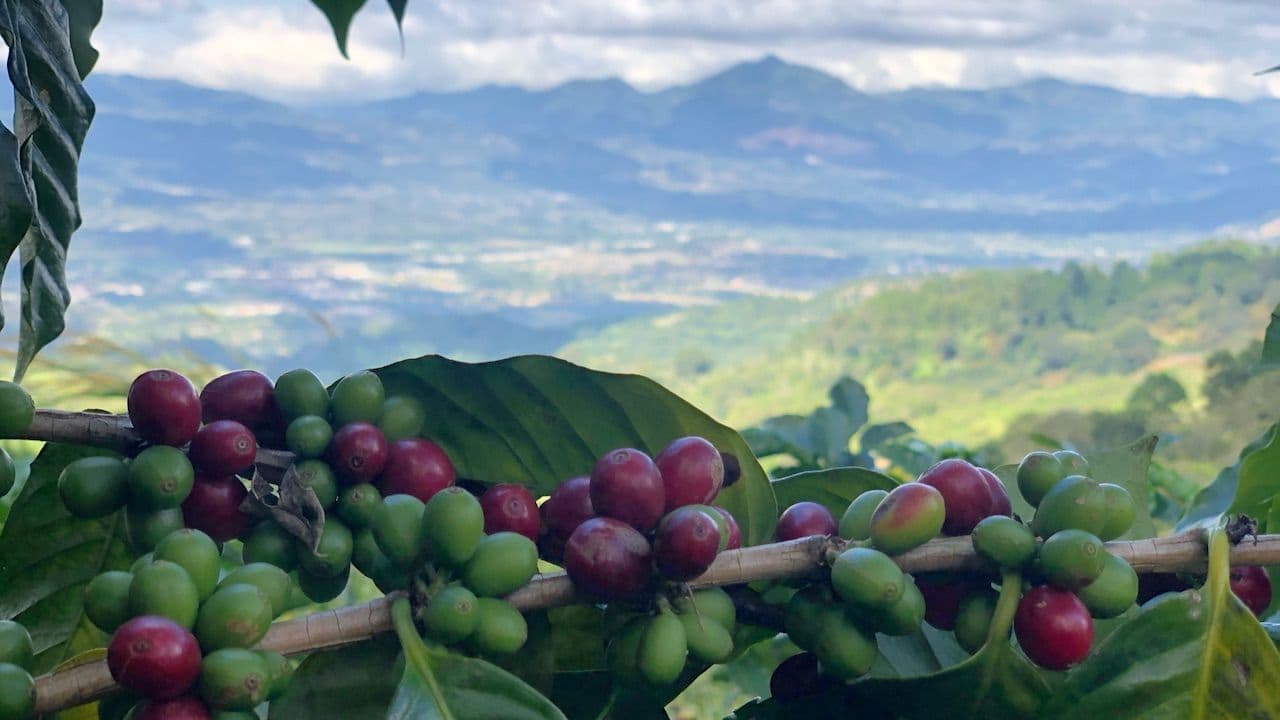 Image of CB: Peru Yanatile Gregoria Miranda Huamán